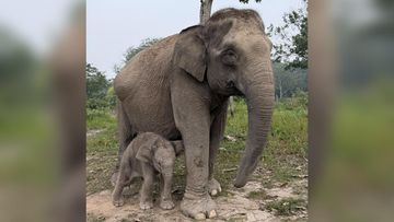 Tesso Nilo Resmi Sambut Kelahiran Bayi Gajah Jantan dari Induk Lisa