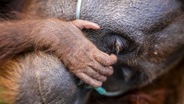 Evakuasi Dramatis: Induk Orang Utan & Trenggiling 10 Kg Selamat dari Karhutla Kotim