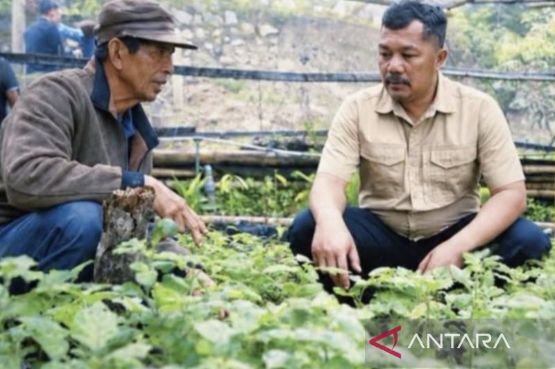 Kerinci Duetkan Nilam Jadi Komoditas Unggulan, Ini Strategi Budi Dayanya