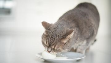 Bolehkah Kucing Makan Telur Rebus? Ini Aturan Aman yang Wajib Diketahui