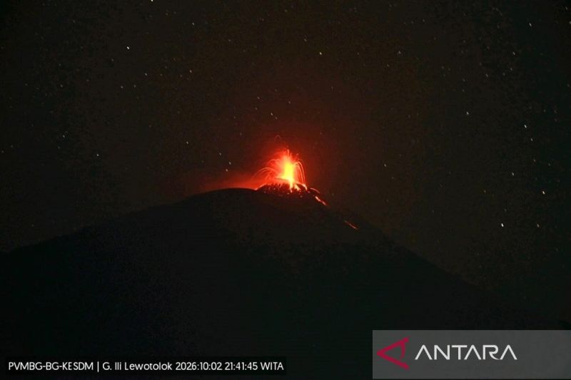 Gunung Ili Lewotolok Erupsi, Abu dan Lava Lontar 500 Meter