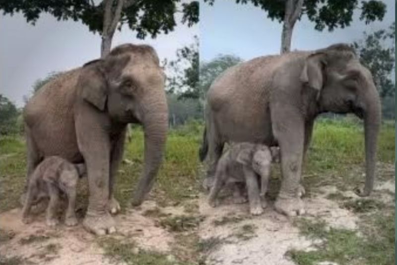 Gembirakan! Anak Gajah Jantan Lahir di TN Tesso Nilo Riau