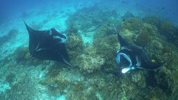 Manta Impact Bond Resmi Disiapkan, Lindungi Pari Manta di Raja Ampat