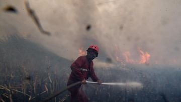 Hotspot Karhutla Jambi Turun Drastis, Menteri Kehutanan Soroti Peran Warga