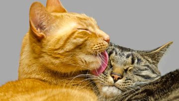 Kucing Menjilati Sesamanya Bukan Selalu Ciuman, Ini Fakta Ilmiahnya
