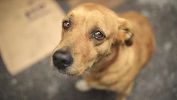 Risiko Parah, Ini Cara Ampuh Mengatasi Infeksi Jamur pada Anjing