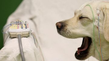 Terungkap: Otak Anjing Respon Ucapan Manusia Seperti Otak Manusia
