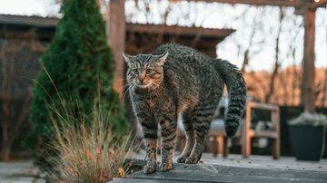 7 Cara Ampuh Mengatasi Kucing Buang Air Sembarangan di Rumah