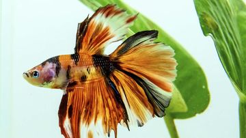 6 Makanan Ikan Cupang Terbaik, Mudah Dapatkan, dan Menjaga Kesehatan