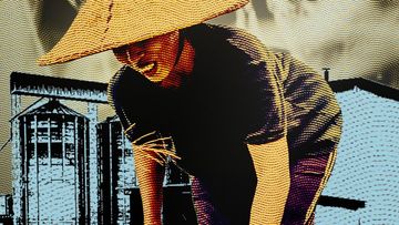 Satu Benih Padi Jadi Sepiring Nasi: Proses 3‑4 Bulan Terungkap